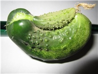 2851ea6d-Krastavci 010.JPG